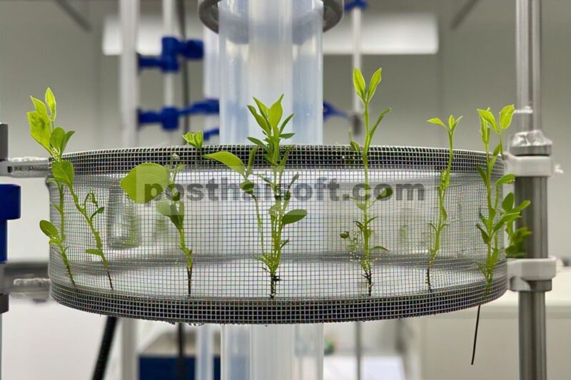 Analisis Kuantitatif Pertumbuhan Musiman Myricaria laxiflora terhadap Struktur Aliran