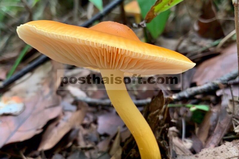 Spesies baru Pseudosperma dan catatan pertama P. aureocitrinum (Agaricales, Inocybaceae) dari Pakistan
