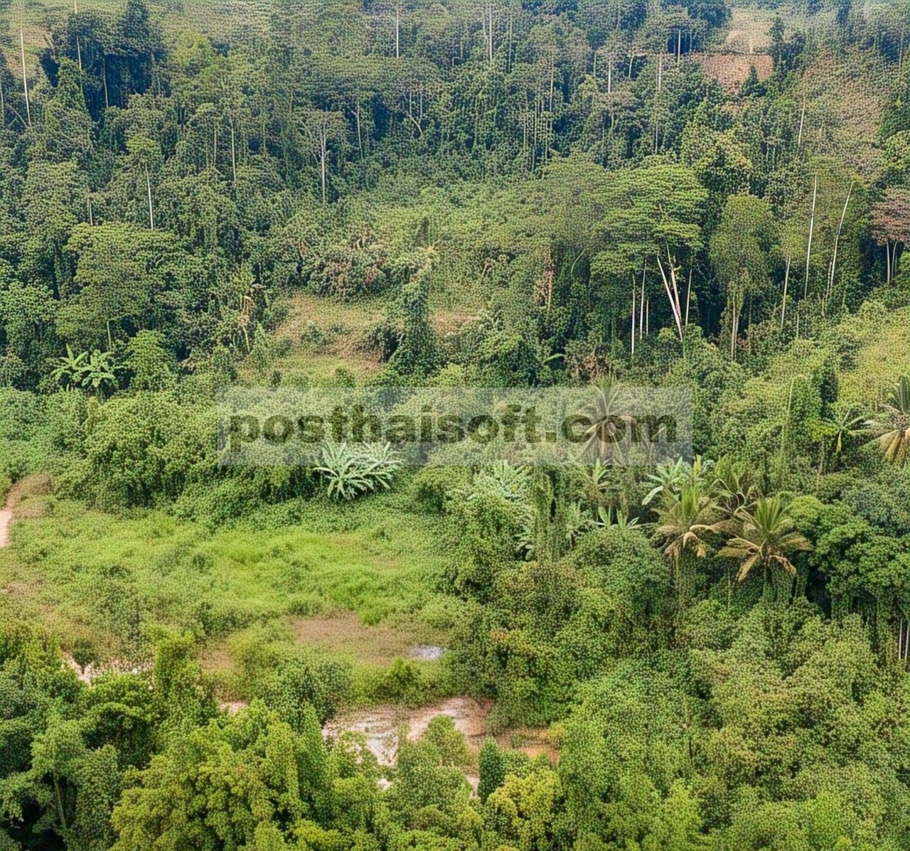Karakteristik Suksesi Vegetasi Spasial dan Temporal di Daerah Aliran Sungai Kuning dan Dampaknya terhadap Limpasan