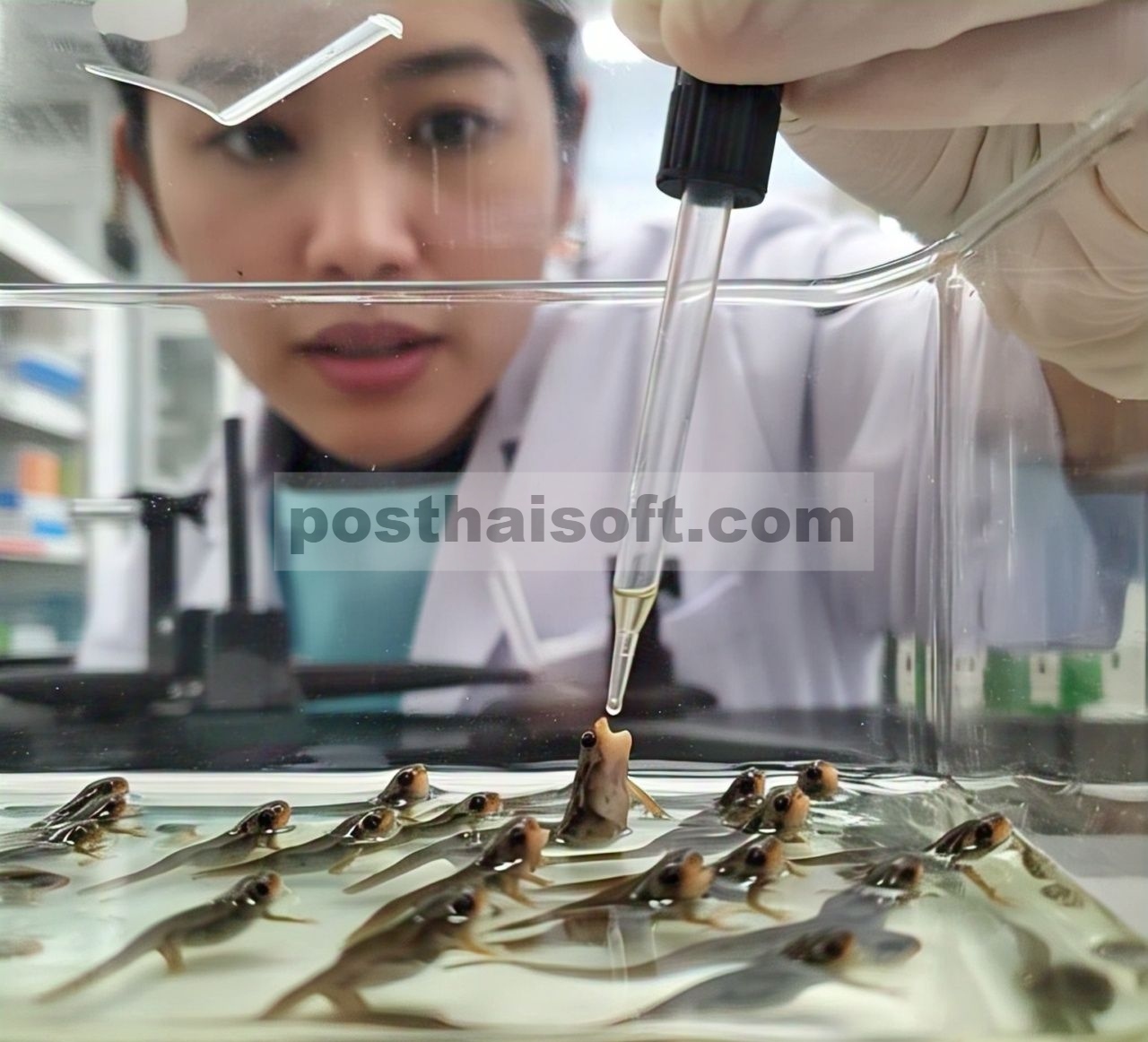 Makan dengan Hisap pada Berudu Dendropsophus cerradensis : Pengamatan Perilaku Baru dan Ciri Morfologi pada Anggota Kelompok D. microcephalus (Anura, Hylidae)