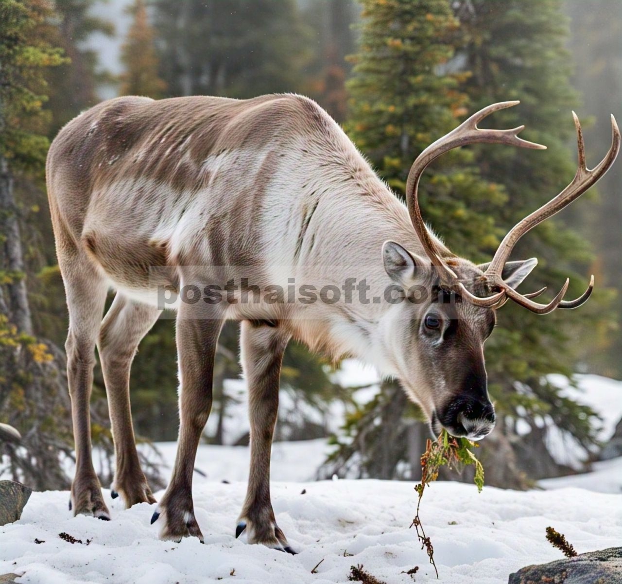 Caribou Pegunungan Bersalju Dalam yang Terancam Punah Memiliki Pola Makan Musim Dingin dan Mikrobioma Usus yang Khas yang Mungkin Diubah oleh Kandang Induk