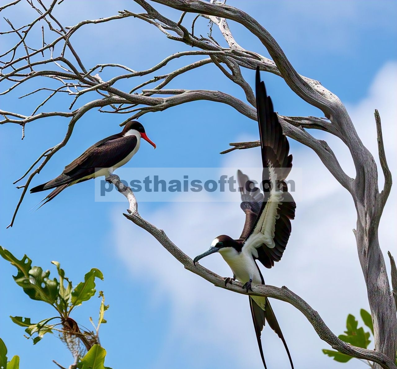 Tampilan Kantong Gular Anomali pada Burung Fregat Kecil ( Fregata ariel ) dan Burung Fregat Pulau Natal ( F. andrewsi ) Betina