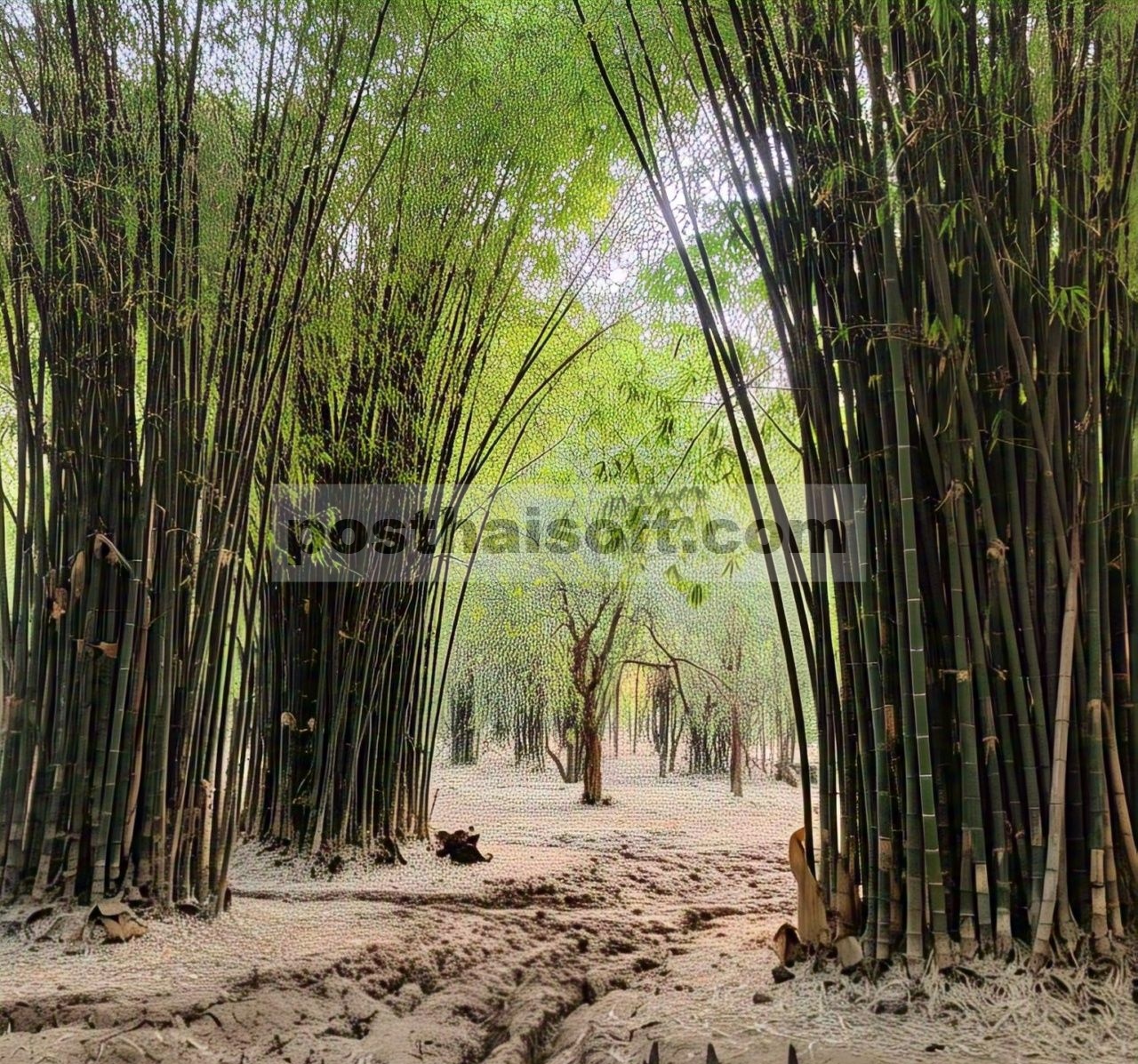 Kekeringan menurunkan fluks karbon namun tidak menurunkan kecepatan pengangkutan karbon yang baru terikat dari daun ke tempat penyimpanan di hutan bambu raksasa