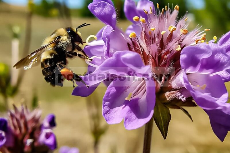 Korelasi Potensial Antara Morfologi Toraks Bombus lantschouensis dan Perilaku Terbang