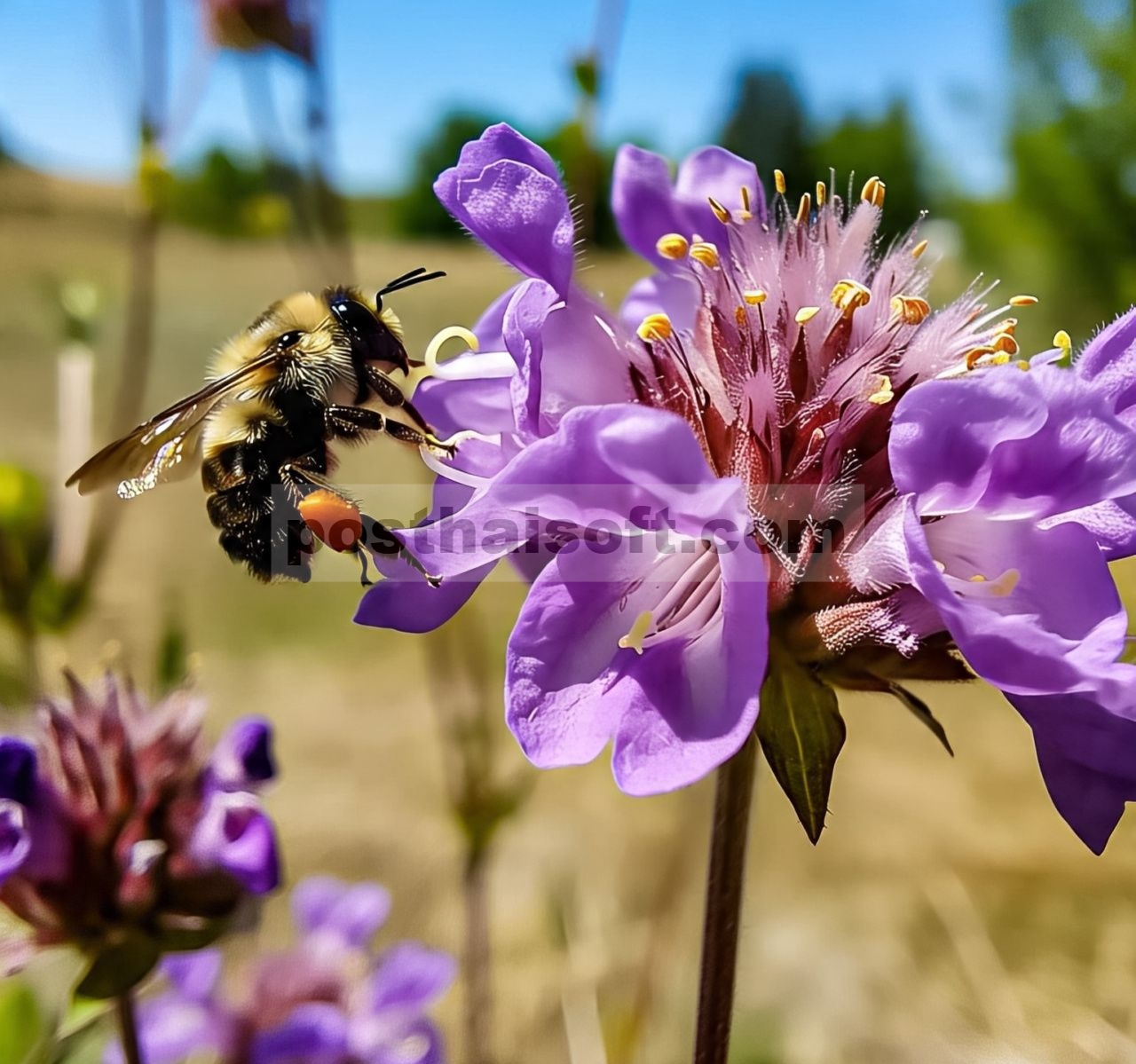 Korelasi Potensial Antara Morfologi Toraks Bombus lantschouensis dan Perilaku Terbang