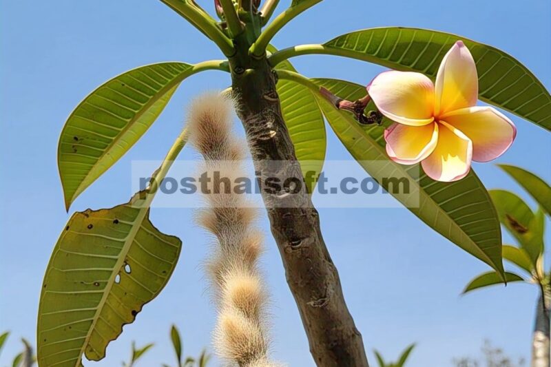 Jamur penyebab penyakit antraknosa dan penyakit bercak daun pada tanaman plumeria spp. di Meksiko