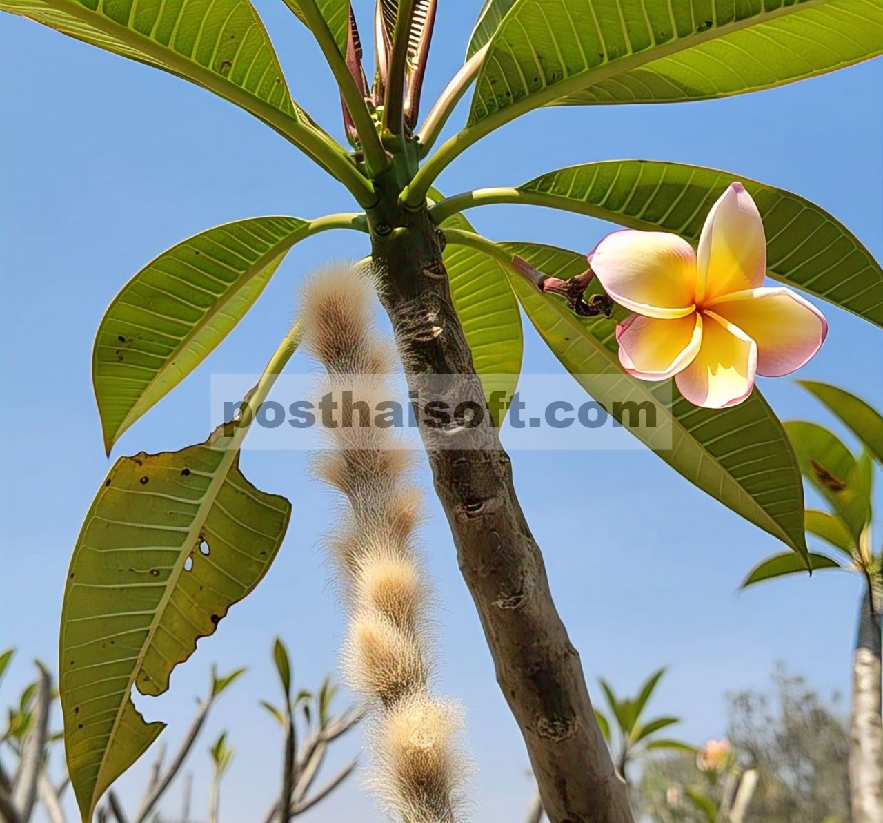 Jamur penyebab penyakit antraknosa dan penyakit bercak daun pada tanaman plumeria spp. di Meksiko