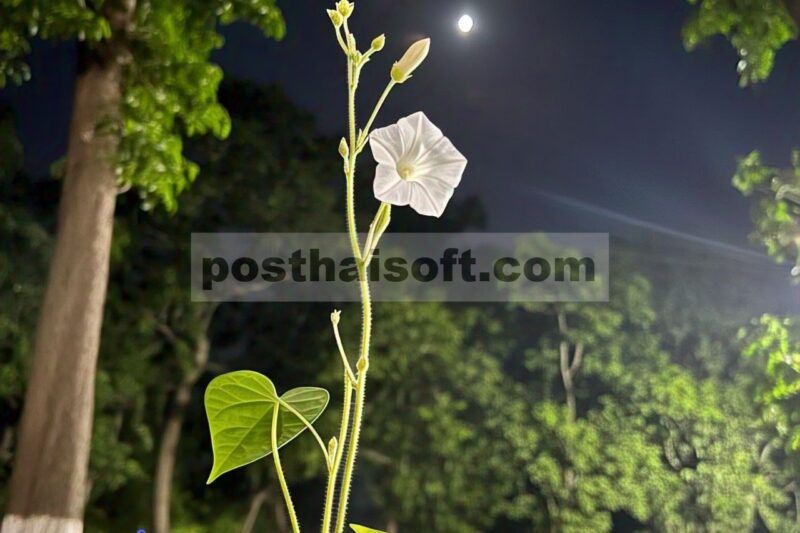 Dua spesies Argyreia (Convolvulaceae) baru dari Ghats Barat di India