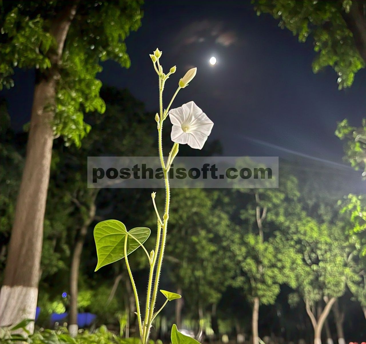 Dua spesies Argyreia (Convolvulaceae) baru dari Ghats Barat di India
