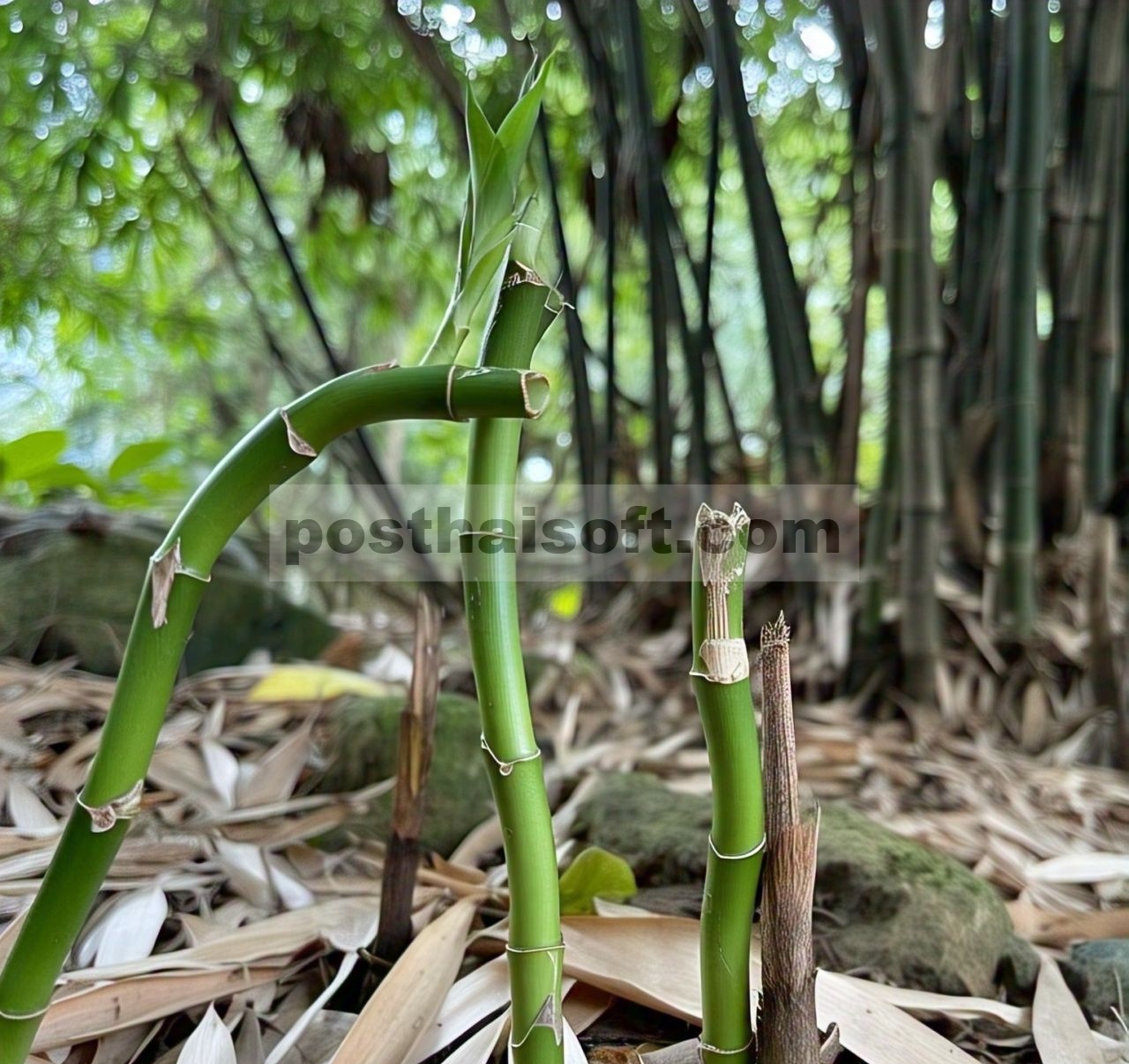 Plastisitas Morfologi Bambu Kerdil ( Pleioblastus chino ) Mempengaruhi Pembentukan Aliran Batang pada Kondisi Tajuk yang Berbeda