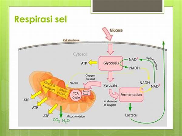 Respirasi Sel