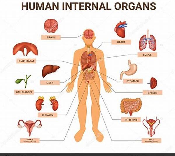 Sistem Organ Tubuh