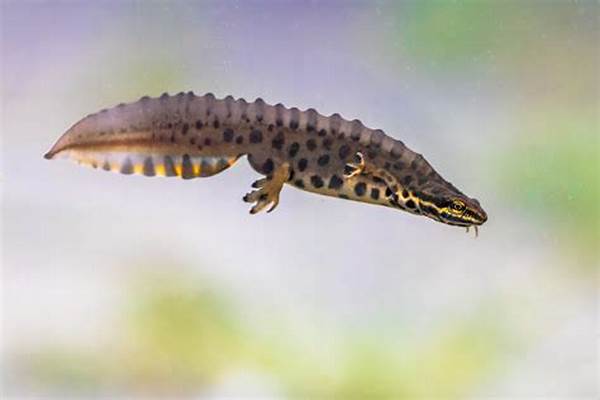 Zoologi