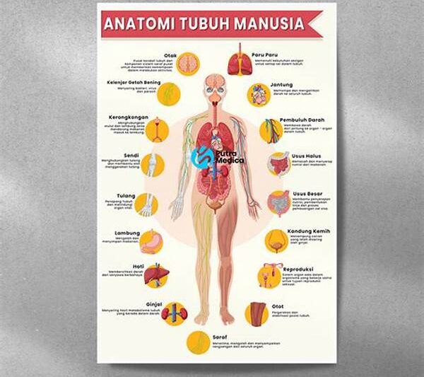 Anatomi Manusia
