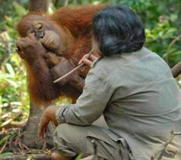 Rehabilitasi Orangutan