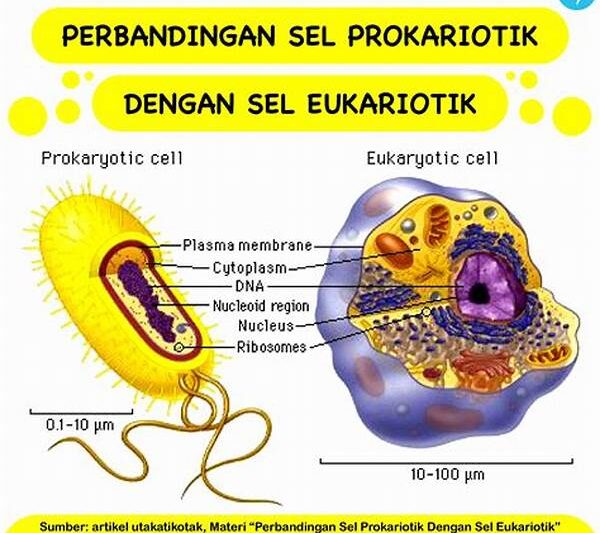 Sel Bersel